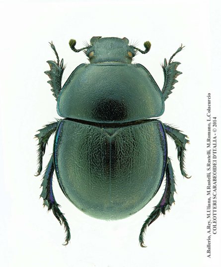 Zuninoeus hoppei, femmina